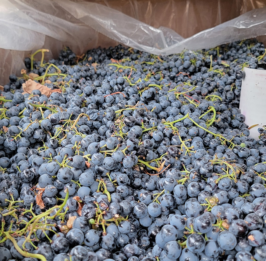 Friday & Saturday Cookout at Valley Vineyards